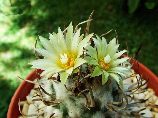 Turbinicarpus_ schmiedickeanus ssp. flaviflorus _18